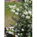 Exochorda racemosa