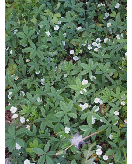 Potentilla alba -Potentille blanche , potentille alpicole
