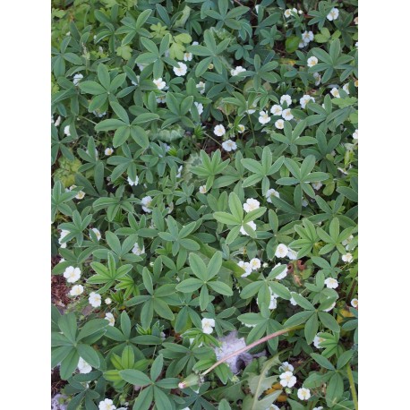 Potentilla alba -Potentille blanche , potentille alpicole