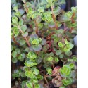 Sedum tetractinum 'Coral Reef'