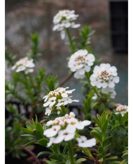 Iberis sempervirens 'Elfenreigen'