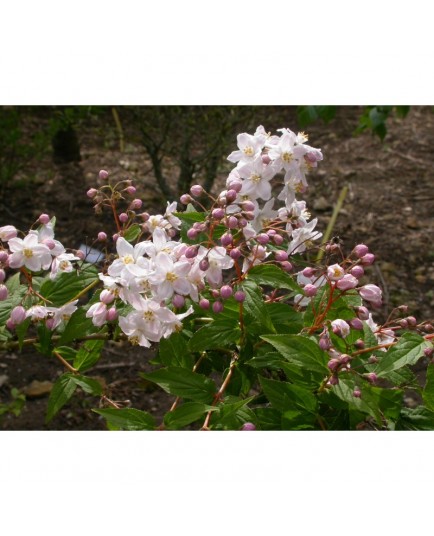 Deutzia rosea x 'Floribunda'