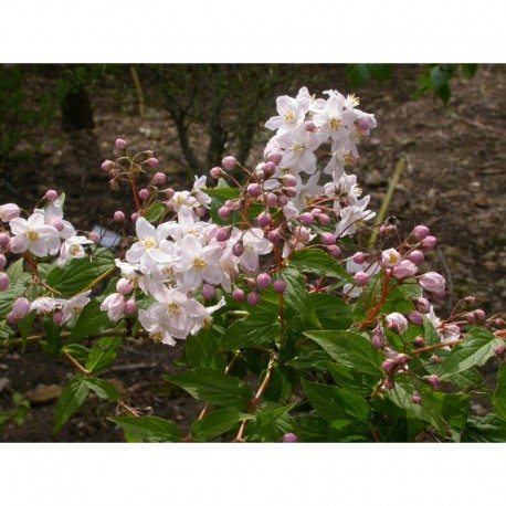 Deutzia rosea x 'Floribunda'