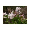 Deutzia rosea x 'Floribunda'