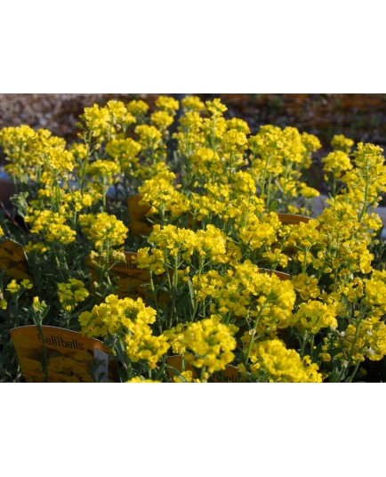 Alyssum montanum 'Berggold'