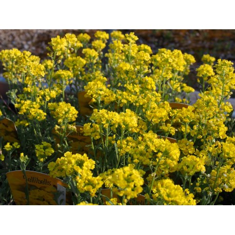 Alyssum montanum 'Berggold'