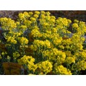 Alyssum montanum 'Berggold'