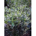 Euonymus japonicus 'Microphyllus Albovariegatus' - Fusain