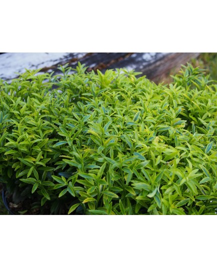 Euonymus japonicus 'Microphyllus Aureovariegatus' - Fusain