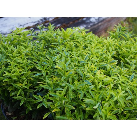 Euonymus japonicus 'Microphyllus Aureovariegatus' - Fusain