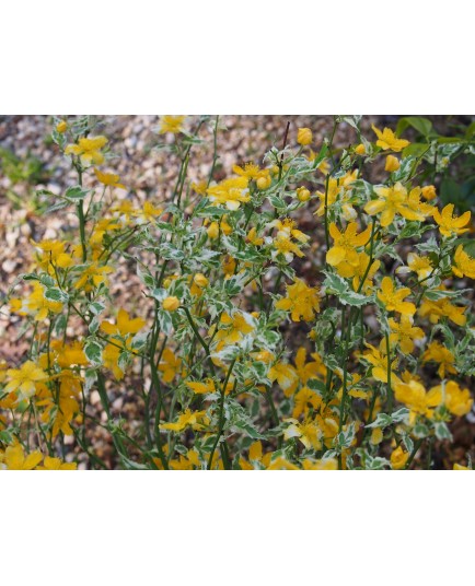 Kerria japonica 'Picta' - corète panachée