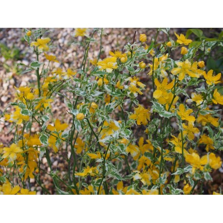 Kerria japonica 'Picta' - corète panachée