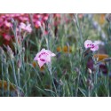 Dianthus plumarius 'Dixie White Red Bicolor'