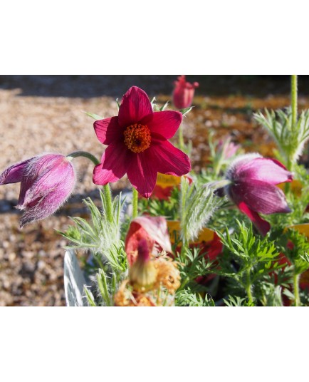 Pulsatilla vulgaris 'Rubra'