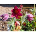 Pulsatilla vulgaris 'Rubra'