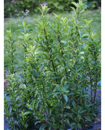 Euonymus japonicus microphyllus 'Jean Hugues'