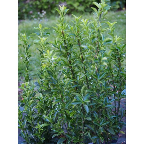Euonymus japonicus microphyllus 'Jean Hugues'