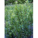 Euonymus japonicus microphyllus 'Jean Hugues'