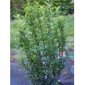 Euonymus japonicus microphyllus 'Jean Hugues'