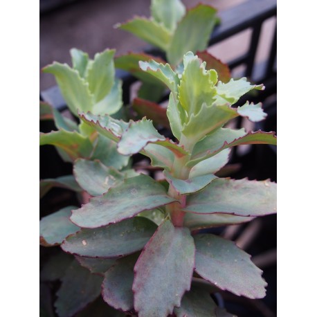 Hylotelephium telephium 'Strawberries & Cream'