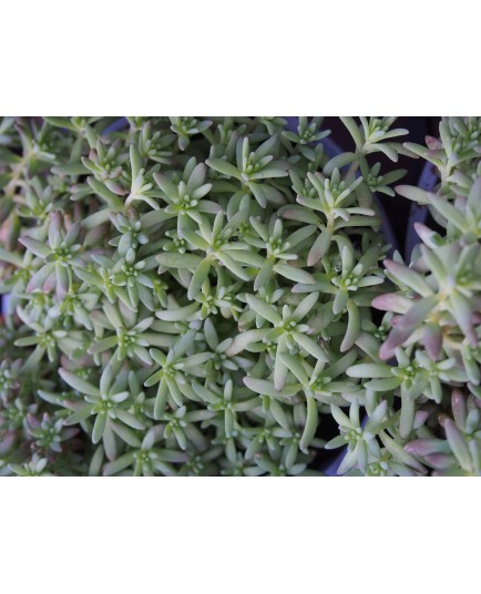 Sedum nevii ' Silver Frost'