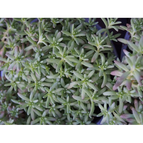 Sedum nevii ' Silver Frost'