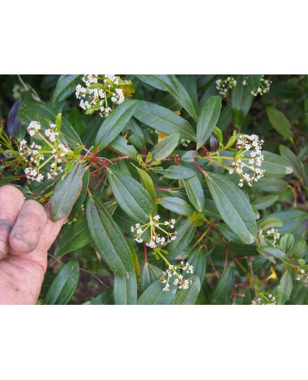 Viburnum davidii 'Angustifolium'