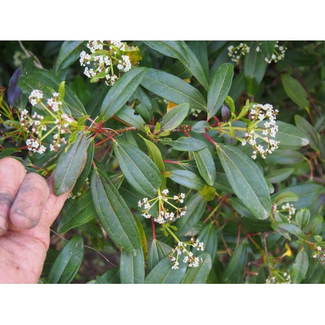 Viburnum davidii 'Angustifolium'