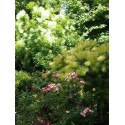 Cotinus coggygria 'Green Fountain'