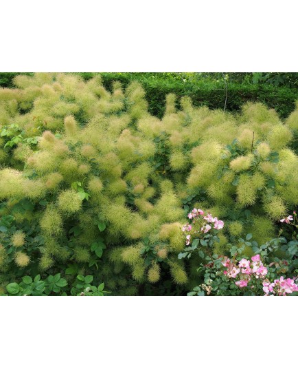 Cotinus coggygria 'Green Fountain'