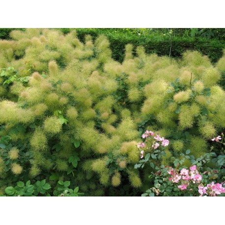 Cotinus coggygria 'Green Fountain'