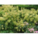 Cotinus coggygria 'Green Fountain'