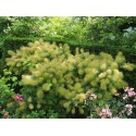 Cotinus coggygria 'Green Fountain'