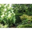 Cotinus coggygria 'Green Fountain'