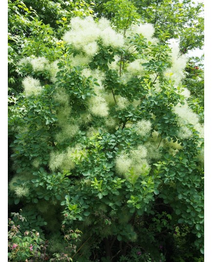 Cotinus coggygria 'Kanarit' - arbre à perruque