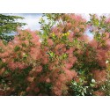 Cotinus obovatus