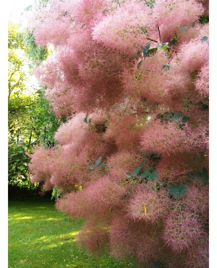 Cotinus obovatus