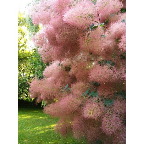 Cotinus obovatus