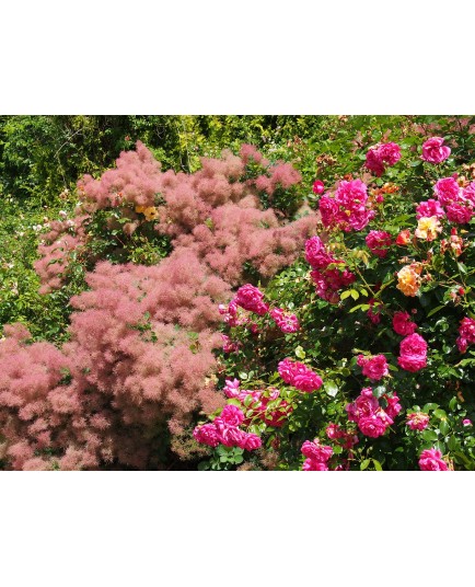 Cotinus coggygria f. purpureis