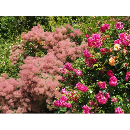 Cotinus coggygria f. purpureis