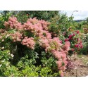 Cotinus coggygria f. purpureis