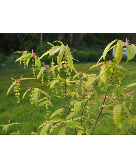 Acer carpinifolium