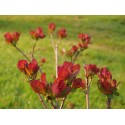 Cotinus coggygria 'Old Fashioned'®