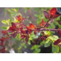 Cotinus coggygria 'Royal Purple' - Arbre à perruque