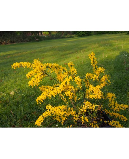 Genista pilosa 'Lemon Spreader'