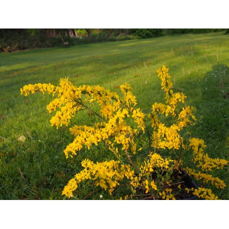 Genista pilosa 'Lemon Spreader'