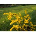 Genista pilosa 'Lemon Spreader'