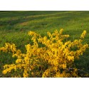 Genista pilosa 'Lemon Spreader'