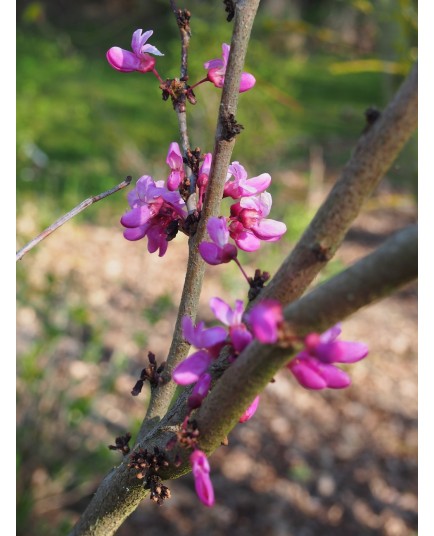 Cercis chinensis 'Avondale' - Gainier de Chine