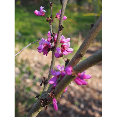 Cercis chinensis 'Avondale' - Gainier de Chine